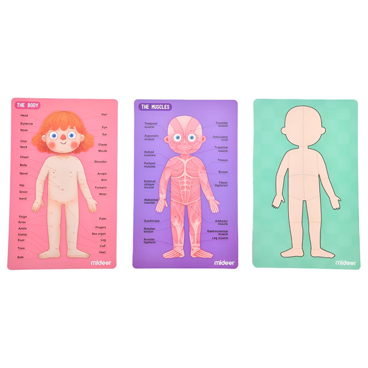 بازل جسم الانسان المغناطيسي 90 قطعة _ الحجم الكبير (بنت) - KIDSBOX