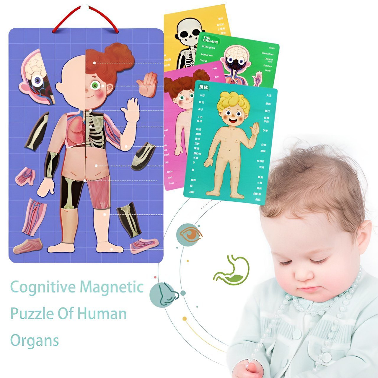 بازل جسم الانسان المغناطيسي 90 قطعة _ الحجم الكبير (ولد) - KIDSBOX