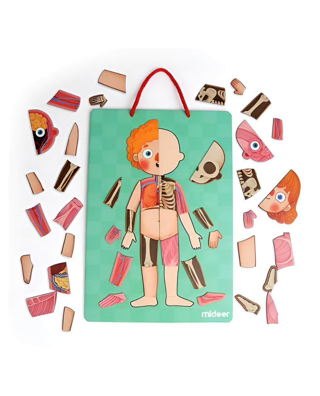 بازل جسم الانسان (بنت) - KIDSBOX
