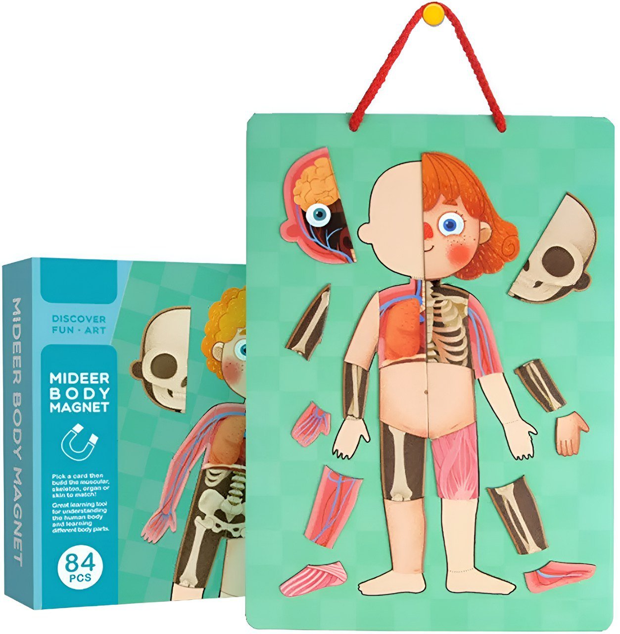 بازل جسم الانسان (بنت) - KIDSBOX