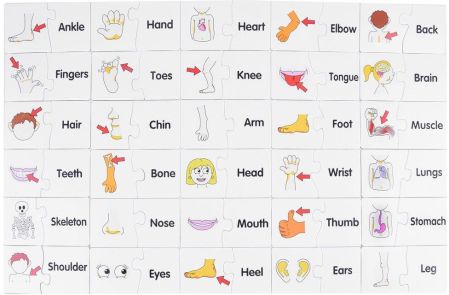 بازل لتعليم الاطفال اعضاء جسم الانسان باللغة الانجليزية - KIDSBOX