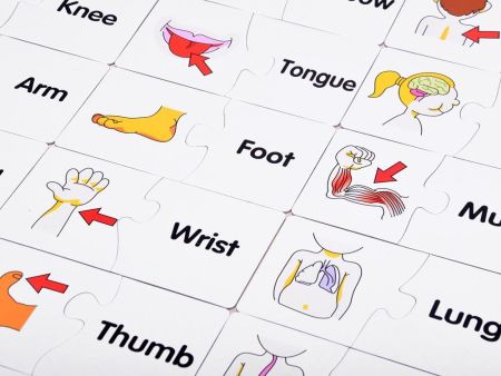 بازل لتعليم الاطفال اعضاء جسم الانسان باللغة الانجليزية - KIDSBOX
