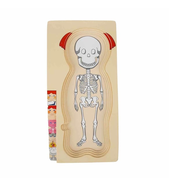 جسم الإنسان الخشبي (بنت) - KIDSBOX